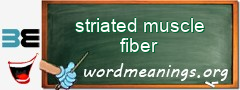 WordMeaning blackboard for striated muscle fiber